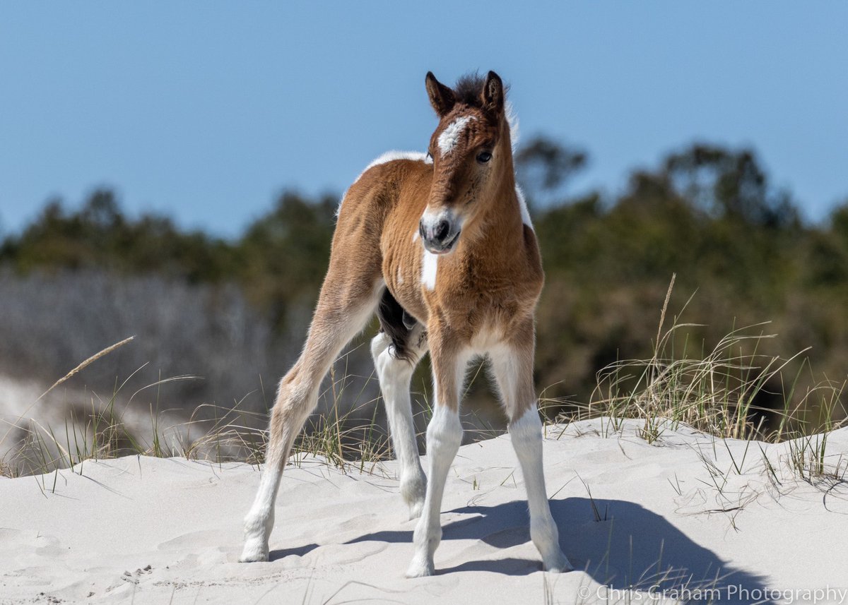 Assateague National Seashore. Johnny's Star's new colt.