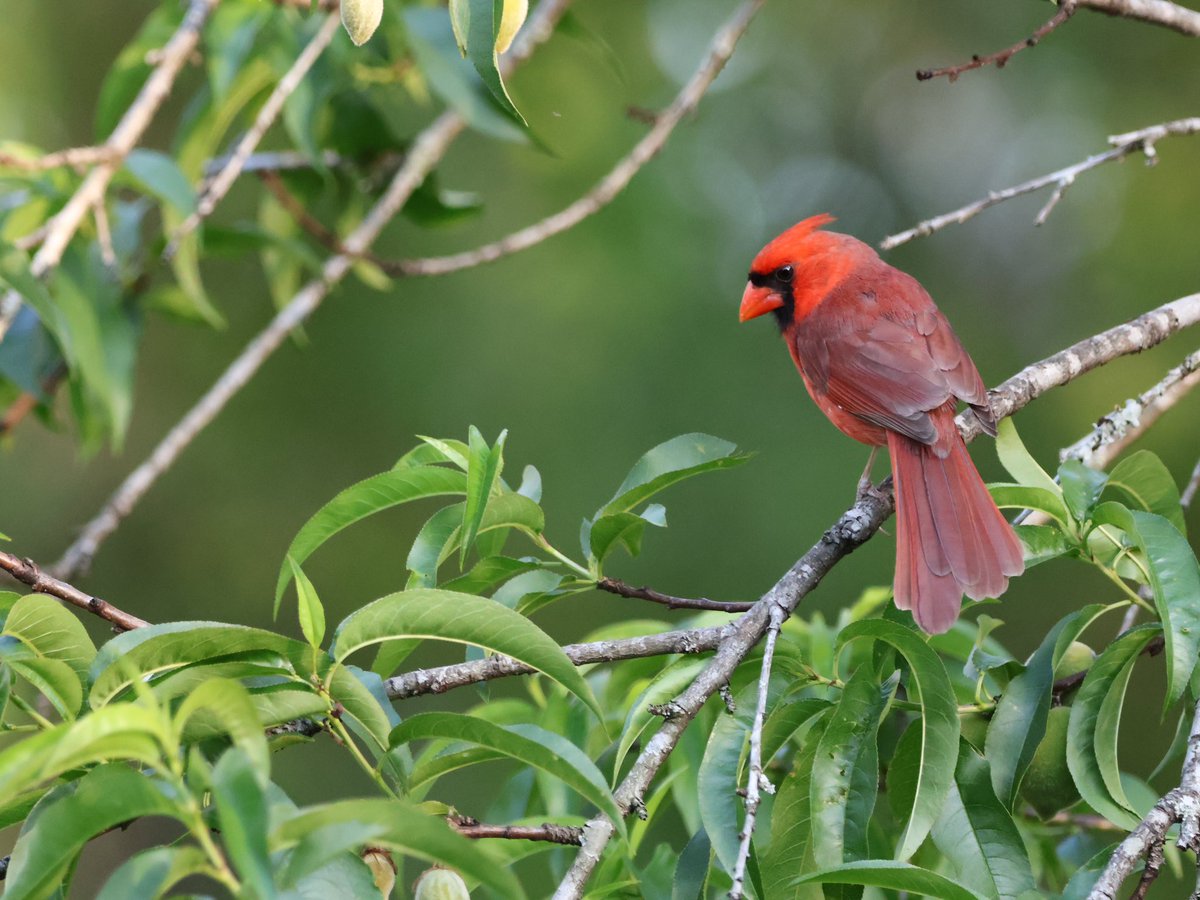 #Cardinal