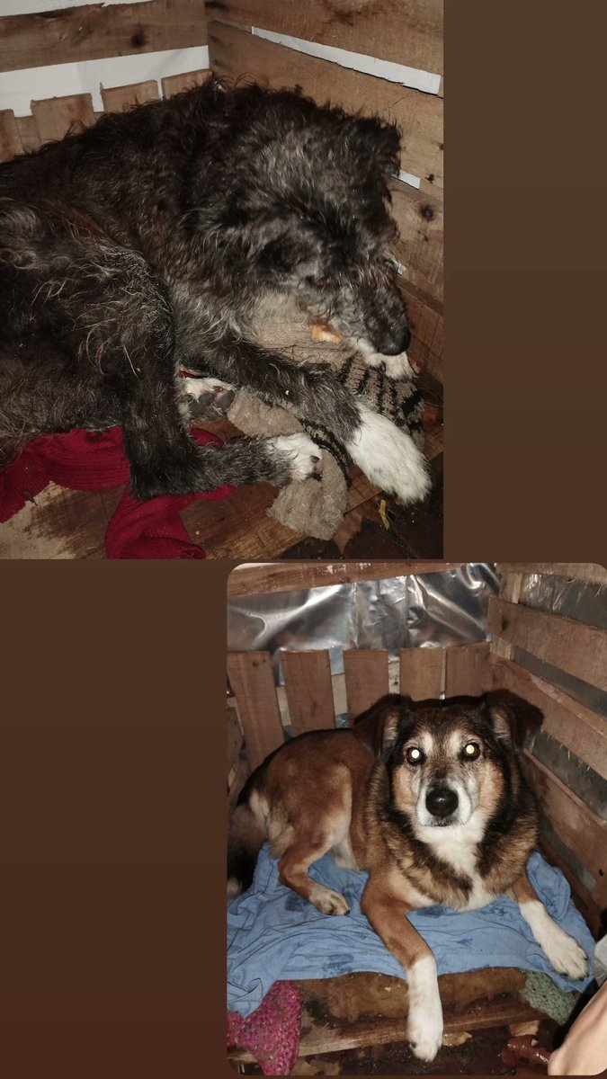 Yohaab's tweet photo. Che si alguien tiene frazadas o ropa abrigada que no use que me avise es para estos perritos que están abandonados en la otra cuadra 😔.
Le hicimos dos cuchas pero hoy con la tormenta terminaron empapados, les cambié lo que pude pero si consigo mas ropa mejor 🙏 https://t.co/woBGK8qh1C