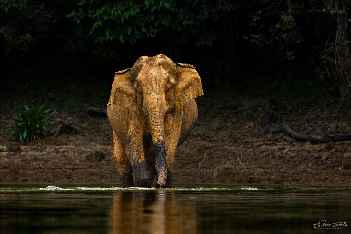 Elephant @NikonIndia #NaturePhotography #wildlifephotography #indianwildlife