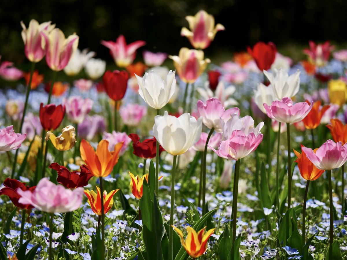 太陽を浴びるチューリップ

#チューリップ 

#TLをお花でいっぱいにしよう
#花写真

#国営讃岐まんのう公園

#LUMIX  #G9PRO  #チームm43