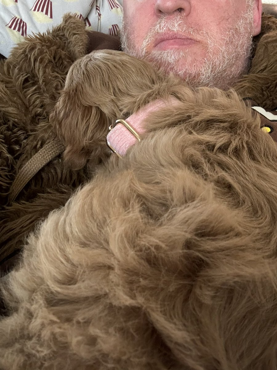 AaronHaber's tweet photo. This is how I participated in the @ApeComms space today.  @adventurousape @NatalieCrue @HodlrCollective #PuppyButt https://t.co/YOMVzWjDj1