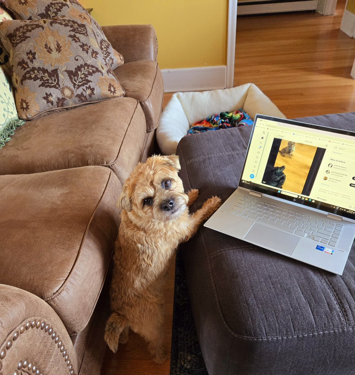 Do you mind? Dis private viewing. #dogsoftwitter #dogsofx #borderterrier #juniper