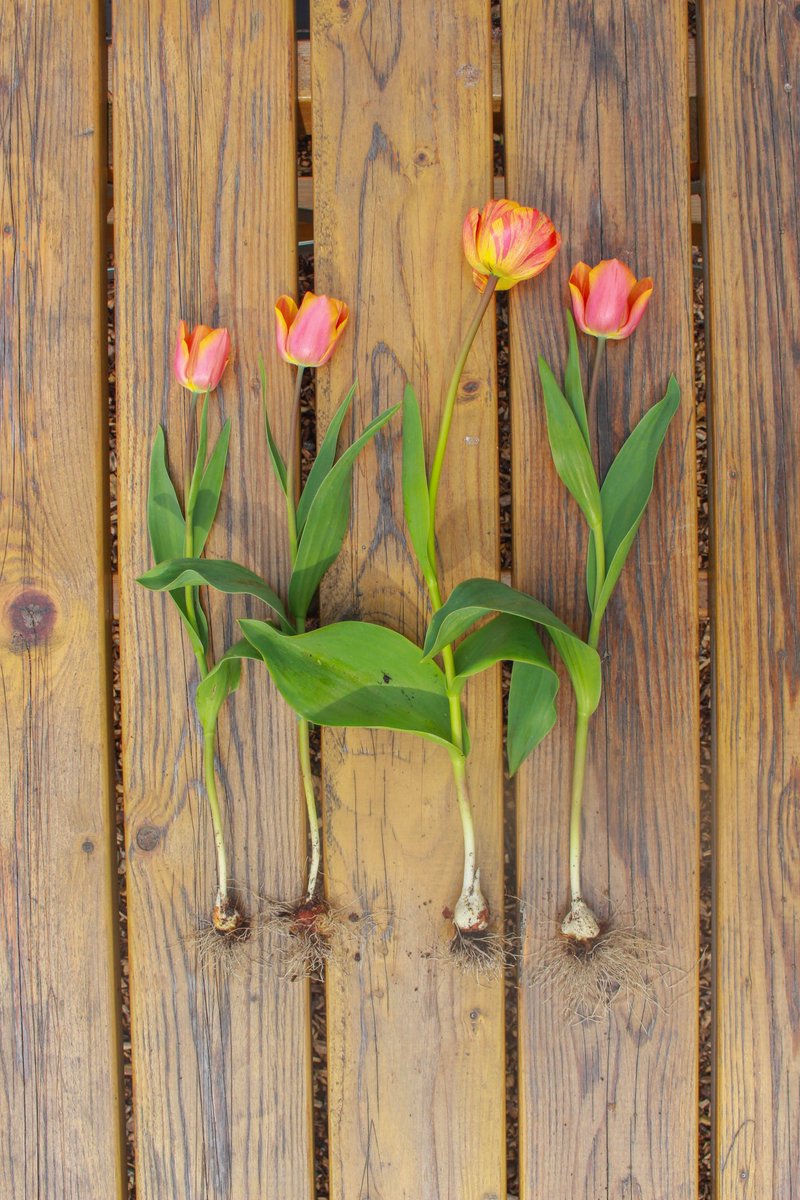 Happy #WorldArtDay and Happy tulip season! How does such a beautiful thing come from a tiny bulb? 🤩 #gardenshour #GardeningX #GardeningTwitter #tulips