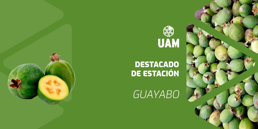 Podés confundir Guayabos con Gaboto, pero el sabor del guayabo nacional es único e inconfundible 🤙 Vení a buscar y a probar este riquísimo fruto autóctono a la UAM 🤤