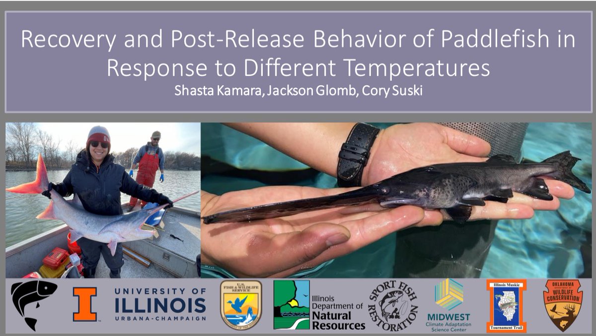 Last week I got to attend the Oklahoma Chapter of the American Fisheries Society meeting sharing an update on the exercise and recovery and post-release behavior work we have been doing with Paddlefish. I was fortunate to win best student presentation while I was there!