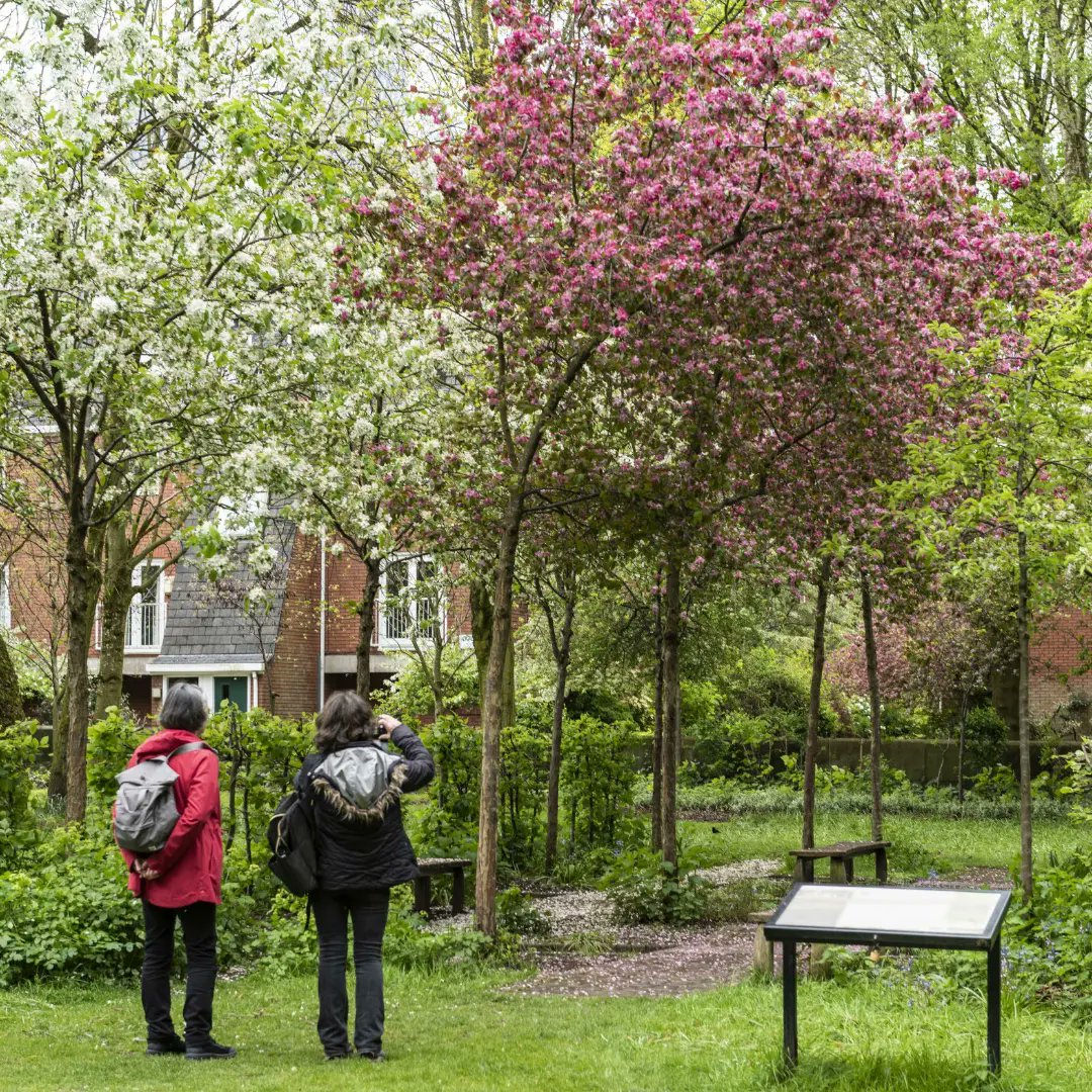 Blossom is still blooming 🌸 Head to the link for the digital version and to book for the Books and Blossoms tour and Bionic and The Wires gig - both happening later this week 👉 nationaltrust.org.uk/visit/cheshire…