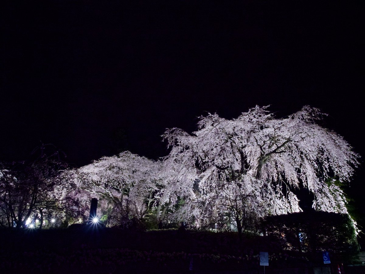 gomao712's tweet photo. 信州伊那谷駒ヶ根高原「光前寺」さんの桜🌸見��です。
夜桜🌸のライトアップがいい時期になってますよ🥹
#桜
#夜桜
#光前寺
#伊那谷 https://t.co/MKVLp1aQ2n