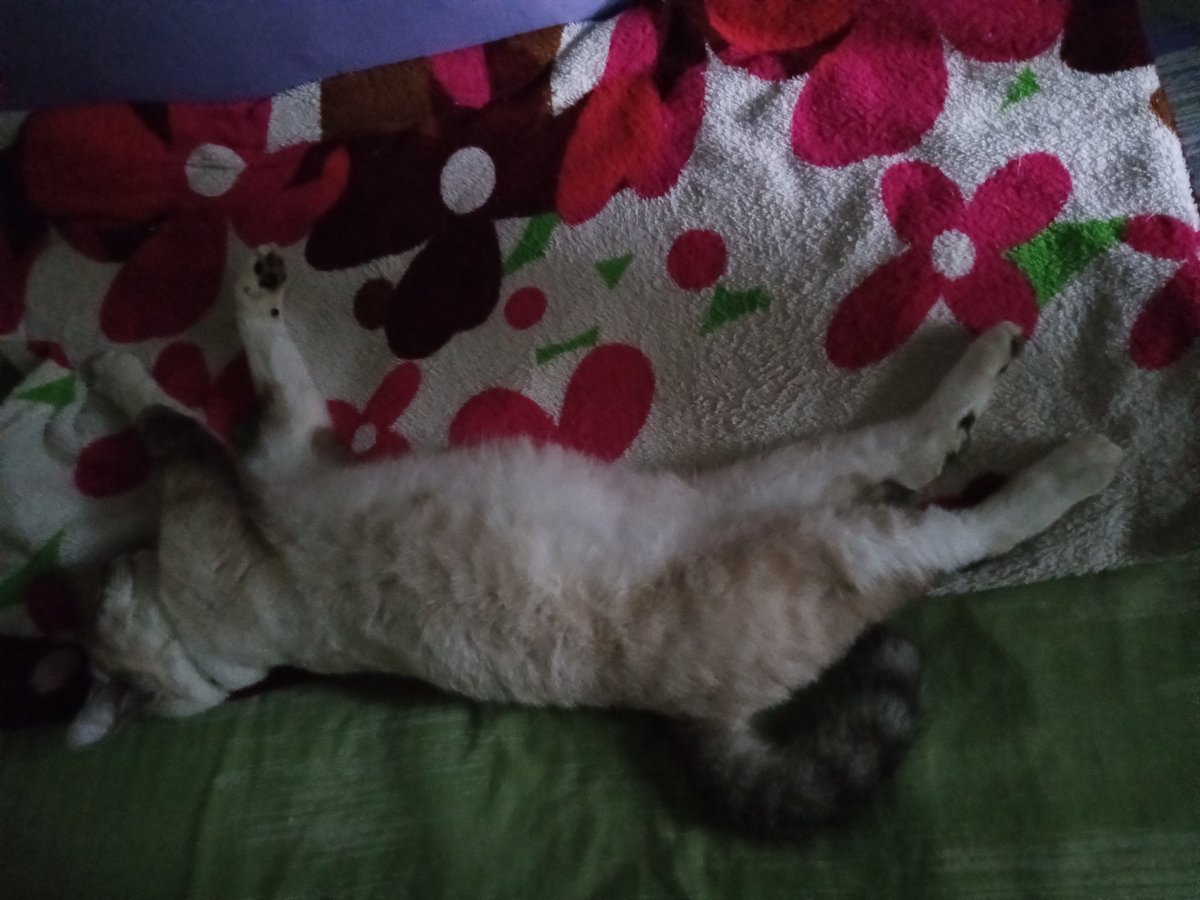 No hay... cómo hacer siestita en cama de mi mamá 🤦🏻‍♀️😂😸 Atte: Raquel 😽 #BuenLunes