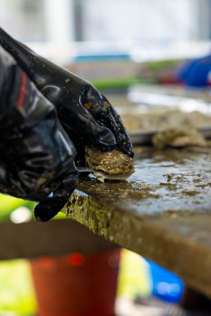 vbedfound's tweet photo. Thank you all for another successful Pearls Of Wisdom Oyster Roast! We could not have done it without your support! Your engagement with anything VBEF goes a long way!
#VBEF #PearlsParty2024 https://t.co/qjppzocTUf