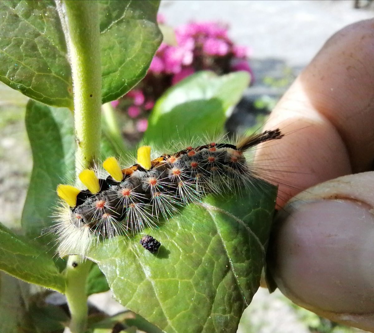 This is a larva that will become as a beautiful butterfly 🦋 More or less like @Polkadot ☘️🌞🦋