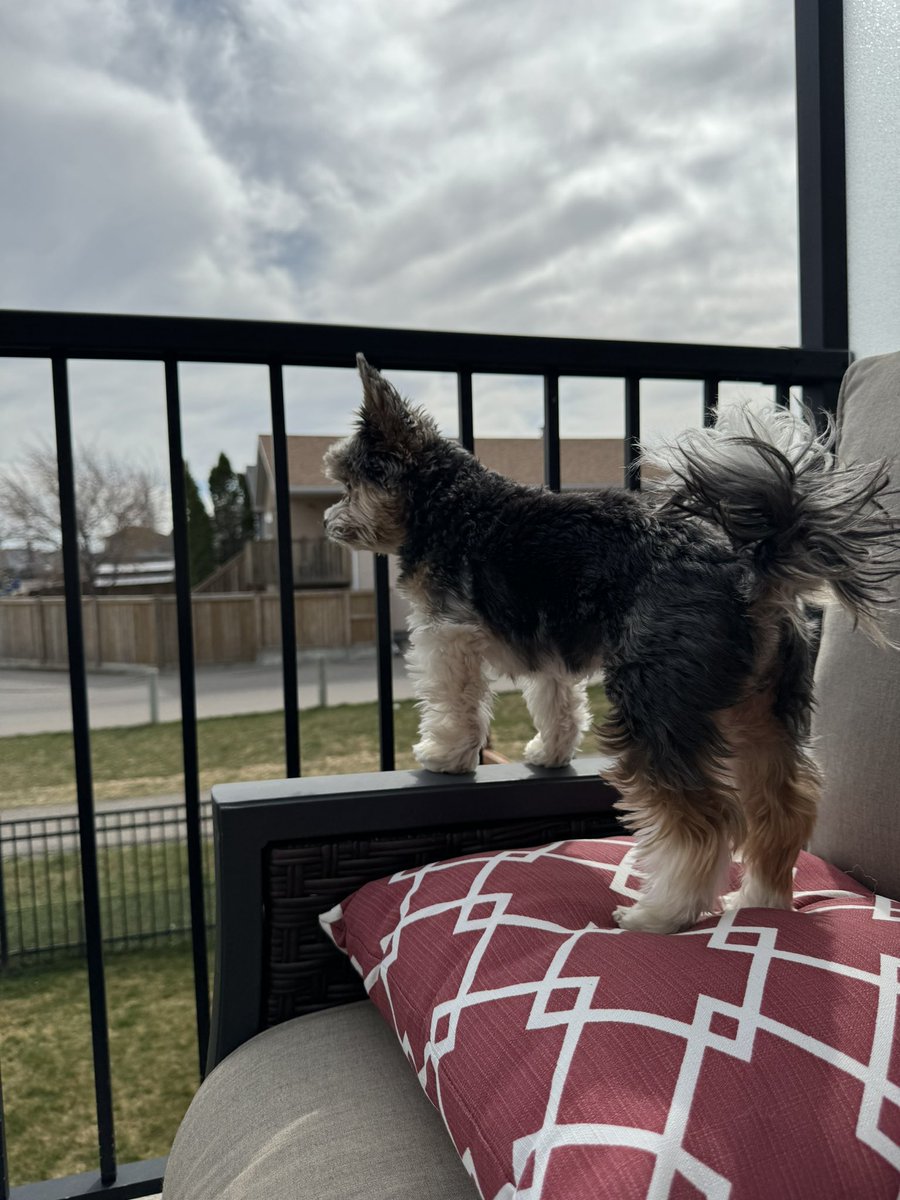 CoryJoy's tweet image. Gio. Clouds are rolling in ☁️…😫👎🏻🐾🫶🏼 #whereisspring