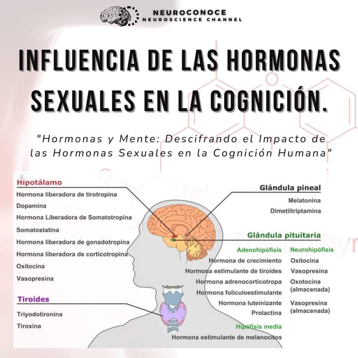 Cómo parecen influir las hormonas sexuales sobre la cognición??? 👇👇👇👇👇