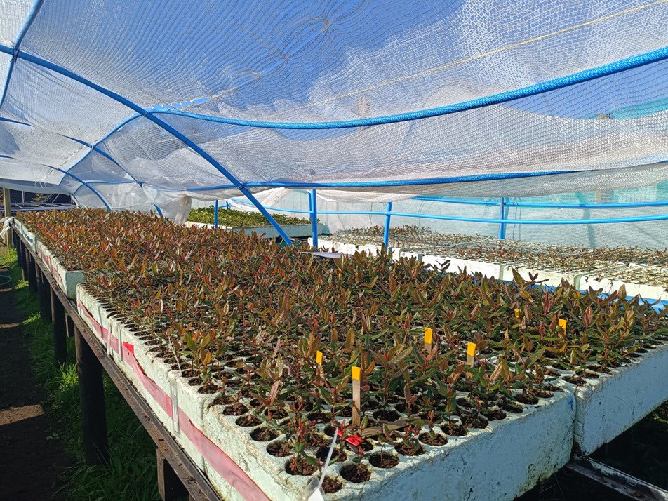 El Centro Tecnológico de la Planta Forestal (CTPF) Patagonia Insular (Chiloé) y el CTPF Bio Bio (Concepción) de INFOR, implementan proyecto financiado por el FIBN de CONAF sobre técnicas de viverización de Ulmo y Tiaca, especies nativas con alto interés melífero.