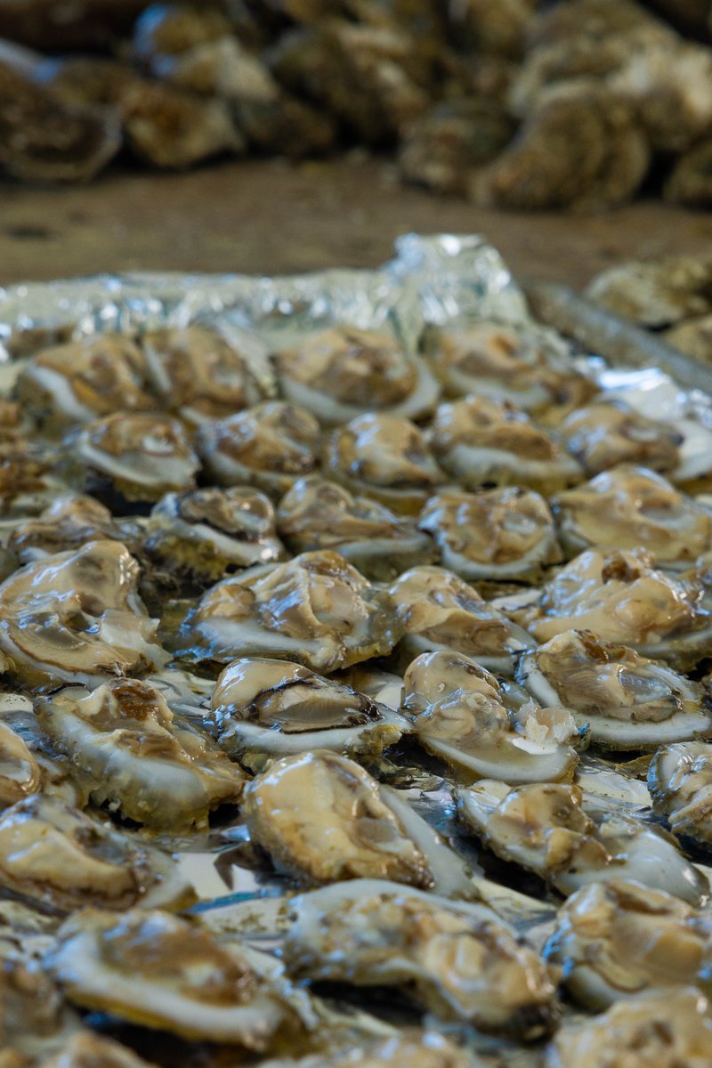 vbedfound's tweet photo. Thank you all for another successful Pearls Of Wisdom Oyster Roast! We could not have done it without your support! Your engagement with anything VBEF goes a long way!
#VBEF #PearlsParty2024 https://t.co/qjppzocTUf