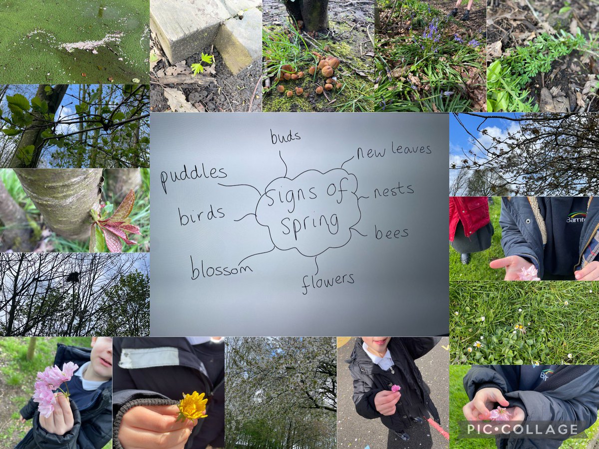 Year One managed to catch a break in the weather to go searching our school grounds for signs of spring! 🌱🌷@BarntonMissR