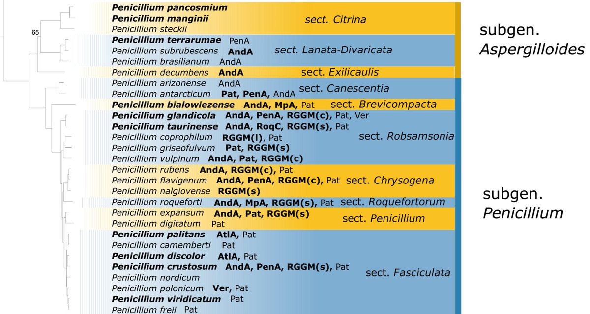 #Chestnuts can be contaminated by multiple #mycotoxins produced by #Penicillium. Ten Penicillium #genomes were compared. Several #andrastinA, #roquefortineC, #mycophenolic acid, #patulin, #penitremA clusters. Thanks to @toni_gabaldon @Marcet45 @SusMirri doi.org/10.1016/j.fm.2…