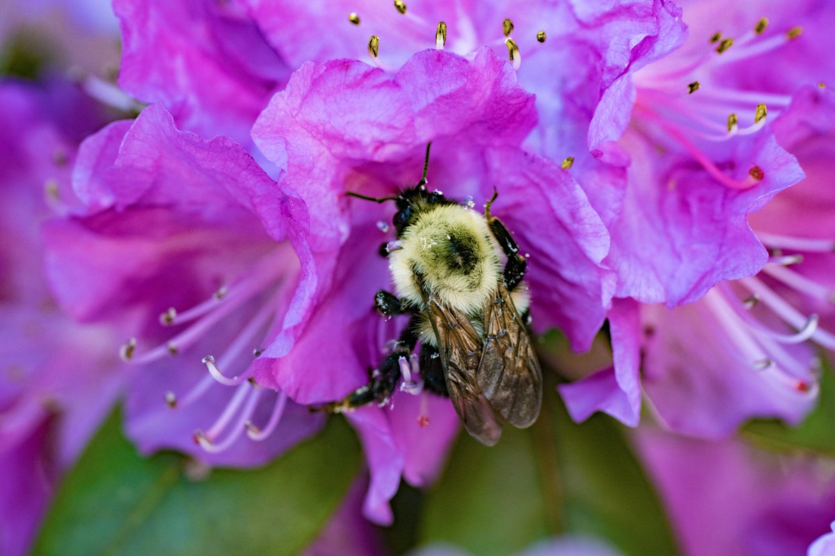 Flowers, bumblebees, and finally some sunshine! 🐝 🌸 ☀ After all the April showers, it's definitely spring at #USCGA! We are very thankful for our ground crews and our pollinators for keeping our campus beautiful!