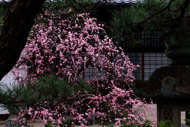 Weeping plum blossoms at Yusho-ji Temple, Kyoto, Japan.