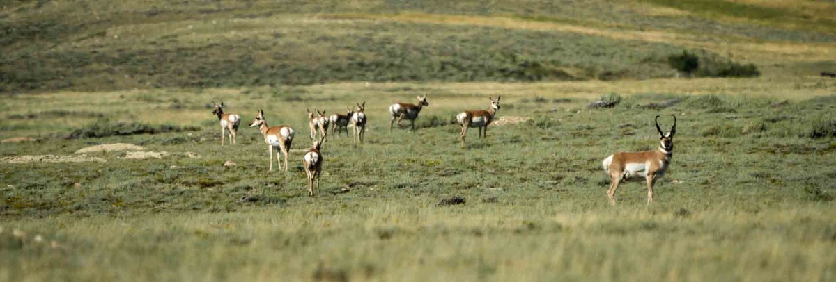 The Western Association of Fish and Wildlife Agencies is holding their 30th Biennial Pronghorn Workshop, June 24-27, 2024 in Redmond, Oregon. The call for abstracts is now open: wafwa.org/workshops/pron… Photo Credit: Wyoming Migration Initiative