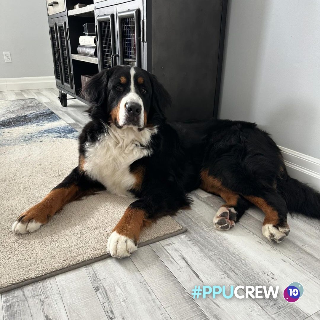 PetsPlusUsIns's tweet photo. In February, Sully faced a challenging health scare with pneumonia. However, we're happy to to share that he is back to his playful self! We are delighted to have been able to support Sully's family through this tough time, reimbursing 90% of the treatment costs.🐾💜 #PPUCrew https://t.co/FznmGa0qxh