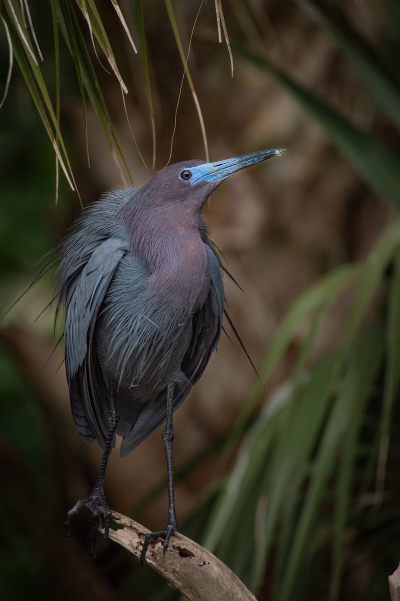 GOOD AFTERNOON #TwitterNatureCommunity 📸🪶 Here’s a little Blue Heron with his eyes on a female and he’s interested. Unfortunately for him, there are four other males with THEIR eyes on the same prize.. more to come! #BirdsOfTwitter #BirdTwitter #Birds