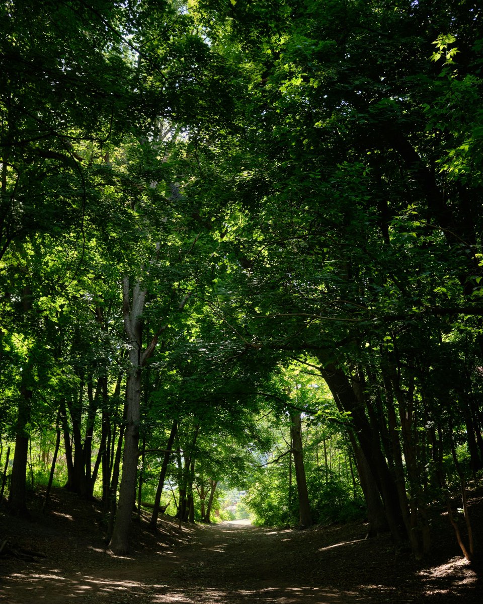 The Managed Forest Tax Incentive Program (#MFTIP), administered by @ONresources, offers a property tax reduction on well-managed forest land in Ontario. Check out this incentive to support the stewardship of your forest. Learn more: forestsontario.ca/en/program/man…