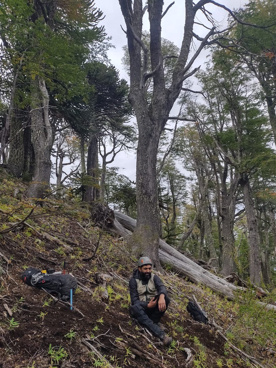 🌳 🙋🏻‍♂️Continúa la campaña del Inventario Forestal Nacional (IFN) de #INFOR en la región de la #Araucanía 

En las imágenes podemos ver los hermosso colores que nos regala el otoño, en bosques donde predomina el tipo forestal lenga, en el sector Icalma, en la comuna se Lonquimay.