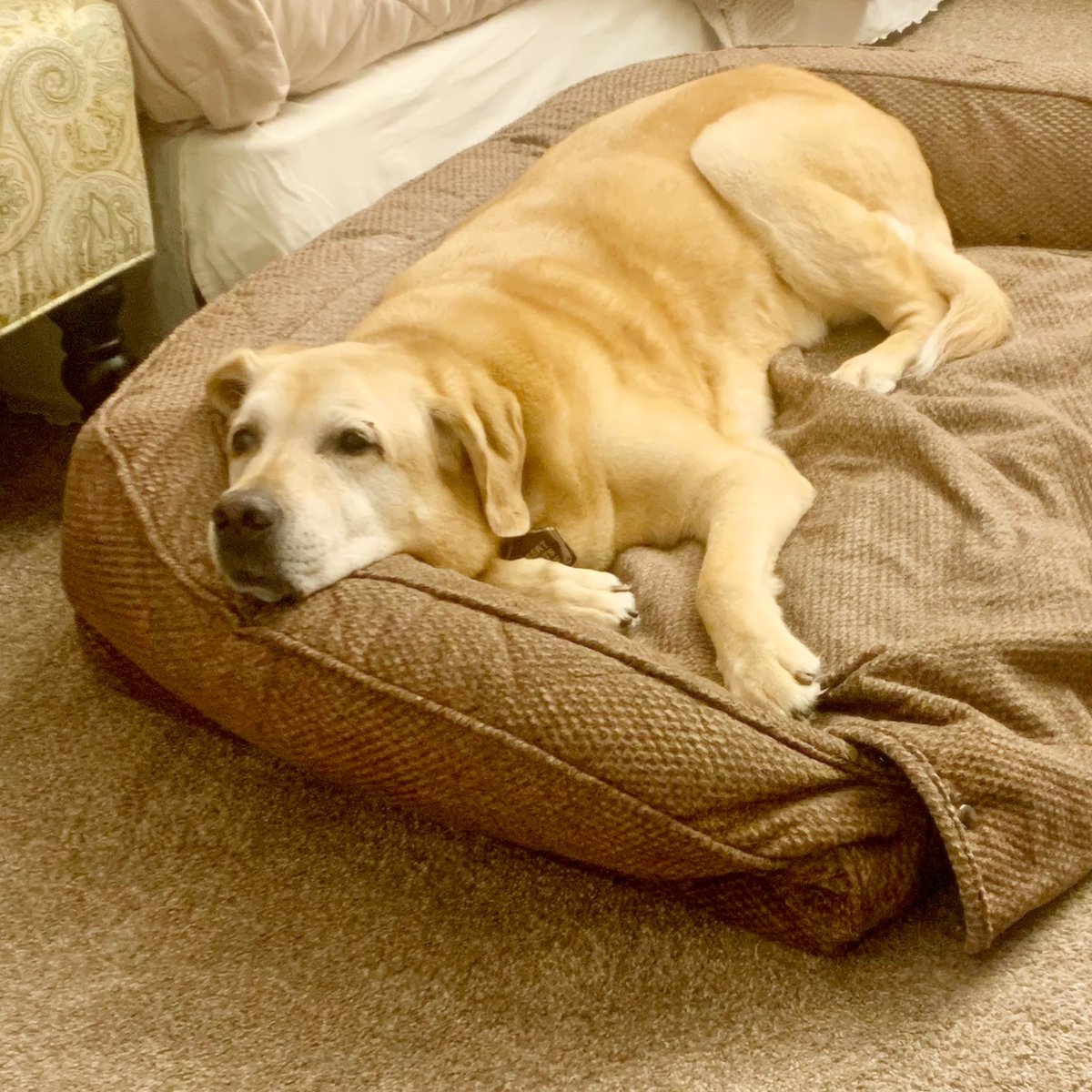 Hey <a href="/TheOrvisCompany/">The Orvis Company</a> we love this bolster bed but the attachable cover snaps do not withstand Labrador hole digging, as is evidenced here!
