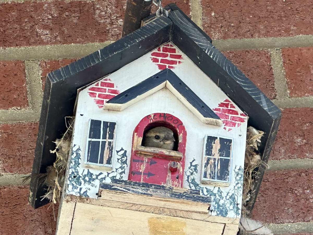 Peekaboo! We have a resident nesting in the courtyard bird house! @MRSroadrunners