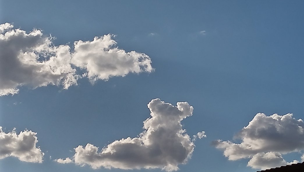 A pig's head, a Koala looking the other way and a Black bear lying down facing us