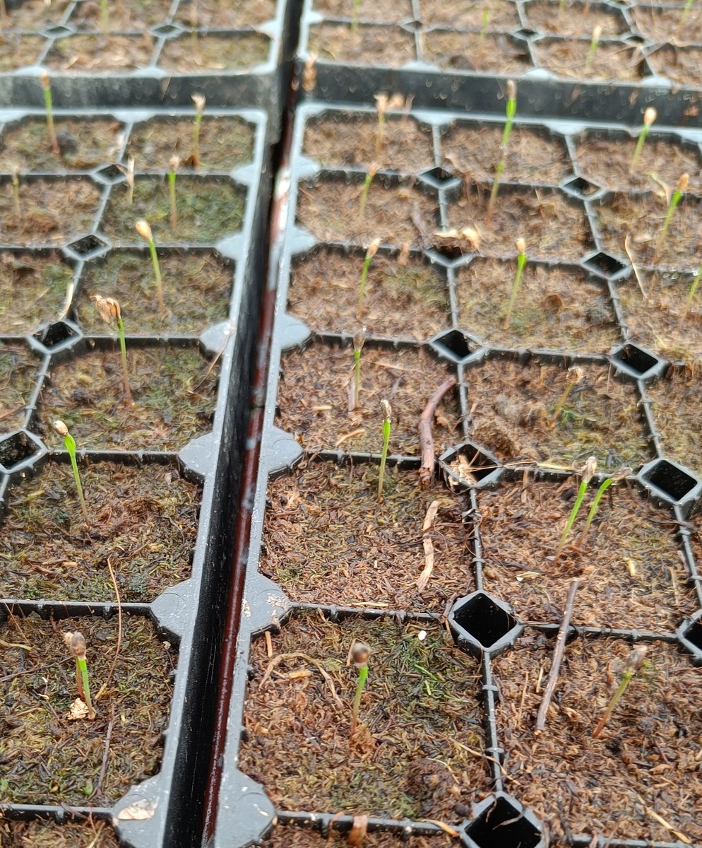 PalomakiFanni's tweet photo. Siellähän alkaa pienoisia taimia puskea pintaan😄🌱
Vaikka muistuttavatkin tällä hetkellä lähinnä nuppineuloja neulatyynyssään.
#finforelia https://t.co/0okSoWBIY9