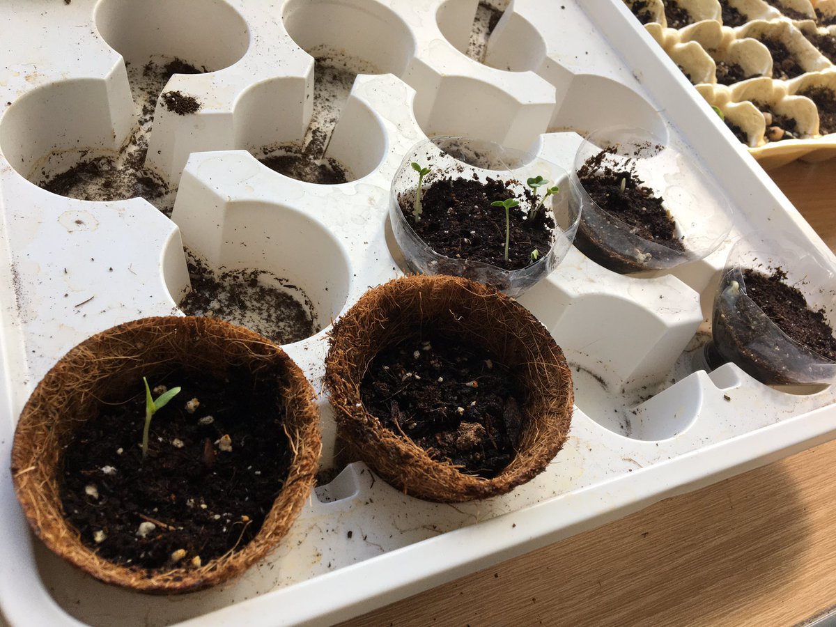 My 10th grade students were pumped that “our seeds actually sprouted!” #whyiteach #STEM