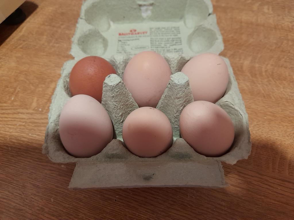 PEARLSPetCare's tweet image. We sell Poultry Mix, Layers Pellets and other items for hens. 
Now and then customers bring eggcellant, eggsamples of the end product as a thank you for being here for them! 😂 ☺ 🥚 🐔 #LoveMyWork #ForresLovesLocal