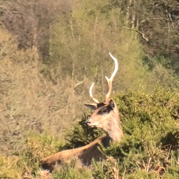 Dead? Quantock Staghounds chased this beautiful boy today and sabs heard a gunshot and cheering in @nationaltrust land Staple Plantation/Vinny Combe at the end of the day. No body was seen though and they all drifted away. QSH have previous for faking kills... 🤞With @wlguardian
