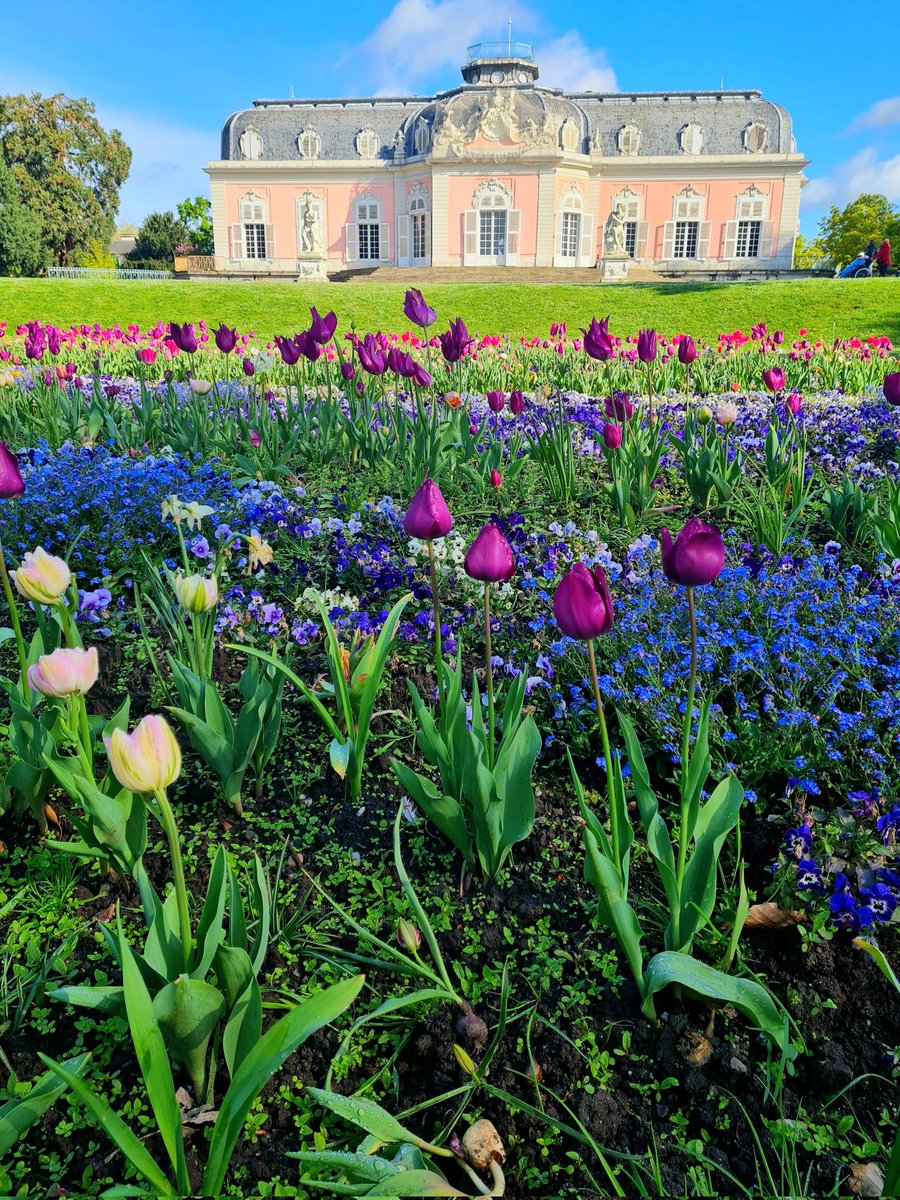 可愛いピンクのお城＋四季折々のお花の風景が最強にロマンチックなベンラート城。 広大な庭園は自由にお散歩できます。季節ごとの良さがあるけれどやっぱり春は特に素敵ですね🌷 欧州の日本ことデュッセルドルフにありアクセスも◎ #ドイツの城