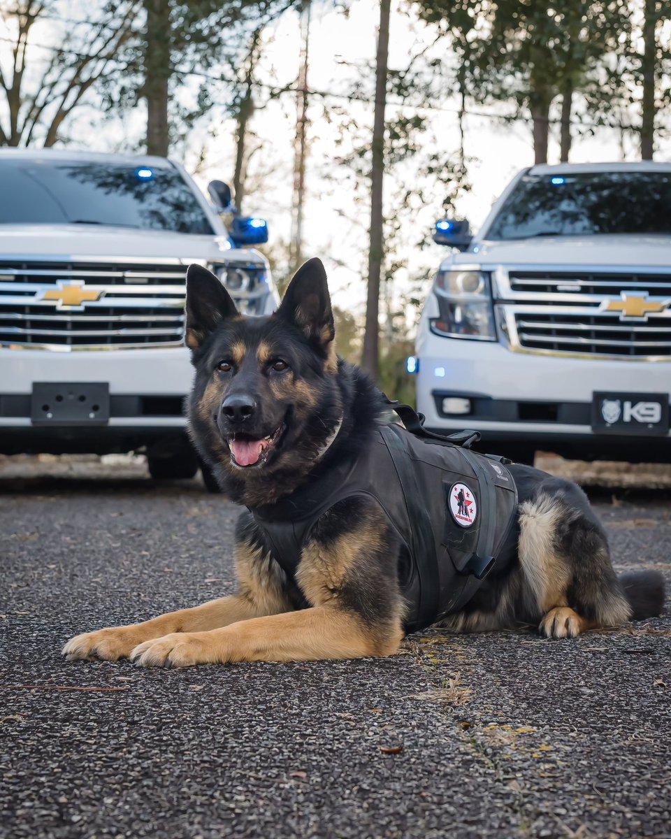 I’ll be sharing lots of K9 Ronin pics and vids from over the years in preparation of his upcoming retirement! (Pic/vid 6 of ??) PC 📸: Erik Larson