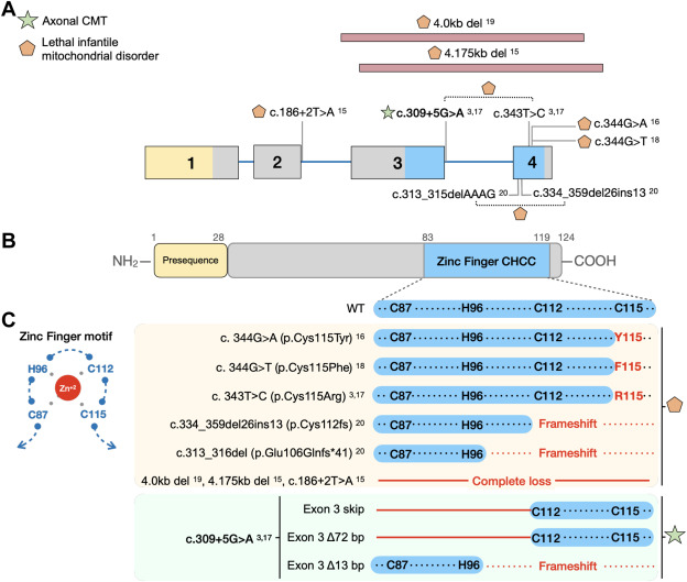 Are you considering #mitochondrialdisorders when investigating #CharcotMarieTooth? Alternative splicing could be responsible for milder phenotypes in #mitodisease bit.ly/3UmajRC @JordanovasLab