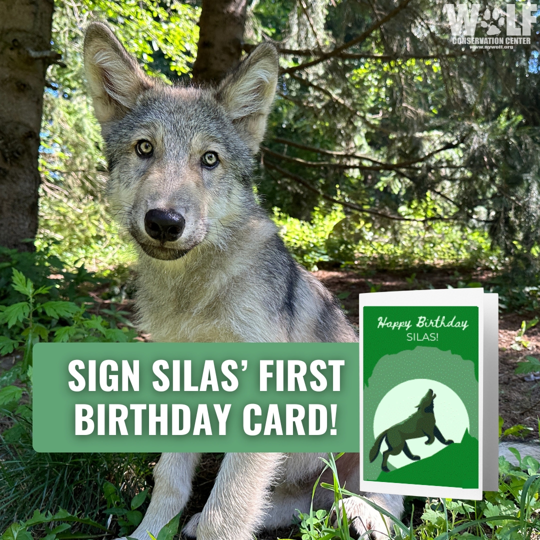 Guess who turns 1 on Sunday - can you believe it?? Sign Silas’ 1st bday card + we’ll make sure to pass it along - tune in via #Twitch on 4/21! ➡️ bit.ly/3UmaMDm We’d love to see your special birthday message for Silas!🐺❤️