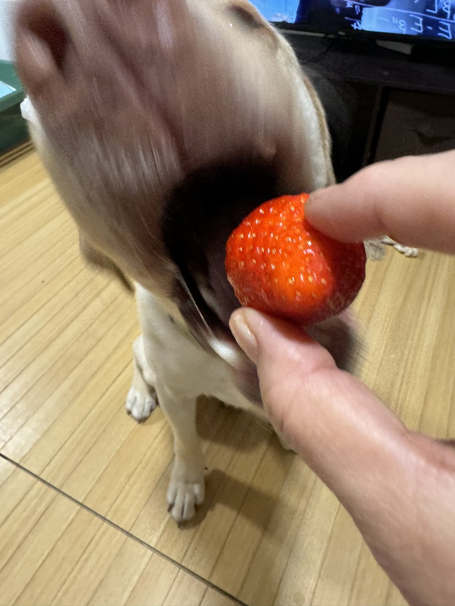 食いつくスピードが早すぎるブルー。
こんな勢いで食いついてきても私の指は無事なのが、犬の素晴らしいところ。
（ちょっと痛いけど）

#ラブラドールレトリバー 
#LabradorRetriever