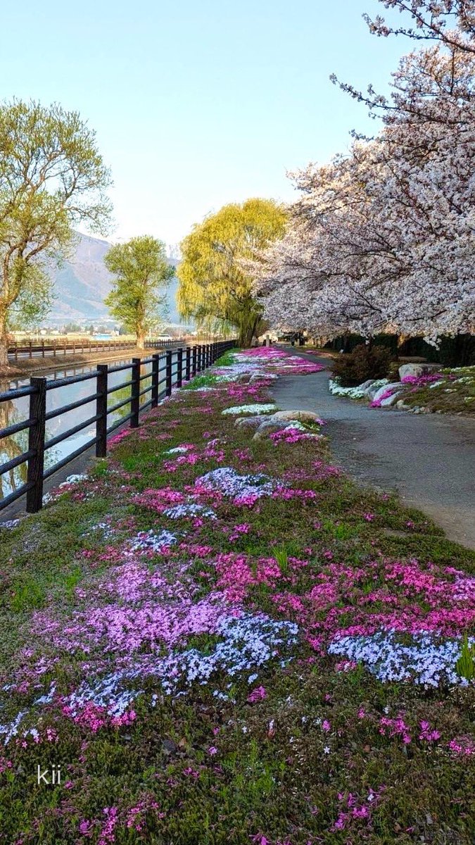 __4_leaf_clover's tweet photo. ☁️
🖋️

桜
桜と
待って
待って
やっと
出会えた桜

何度見ても
心安らぐ .・🍃

おおらかな桜の幹
のびのび
伸びていく枝
そして
愛らしい花

今年の桜を
目に焼き付けて .・🌸🍃

　　　　　　　🍀 https://t.co/2LV2olwWvj