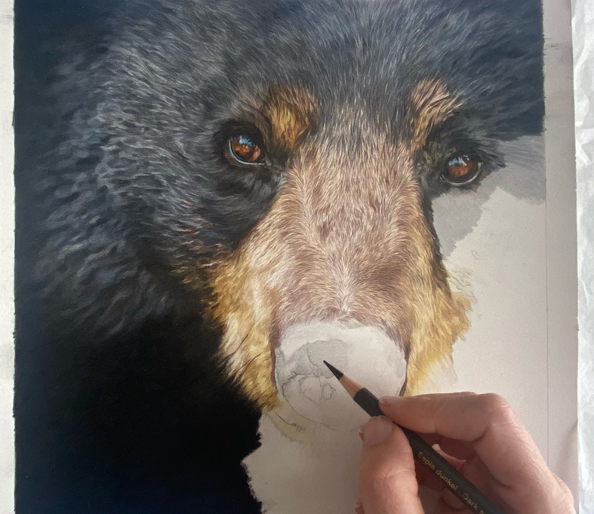 Such a sucker for drawing fur, this drawing needs a name and would love your help… 

Black Bear in coloured pencil doesn’t really cut it ✏️