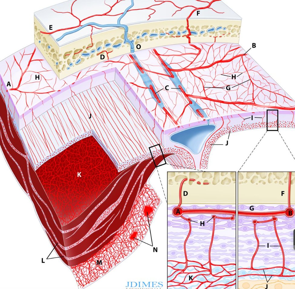 Subdural hematoma layers as shown in post nBCA dynaCT. Graph from jnis.bmj.com/content/13/5/4…