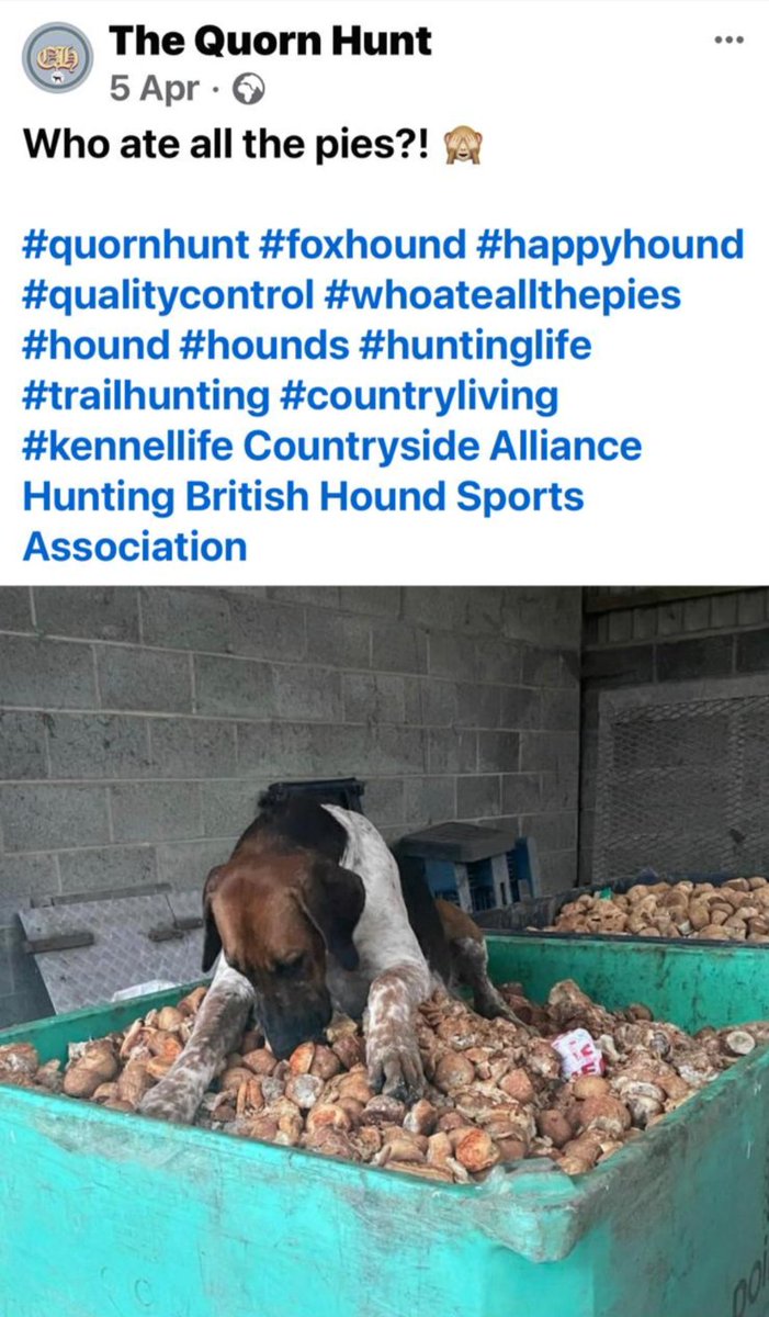 Sorry, but what is good about this? Is it the pastry? Is it the dog scavenging on a pile of pies? Can someone please enlighten me? @QuornHunt 
#foxhound #huntinglife #CountryLiving #kennellife  #countrysidealliance  #BHSA