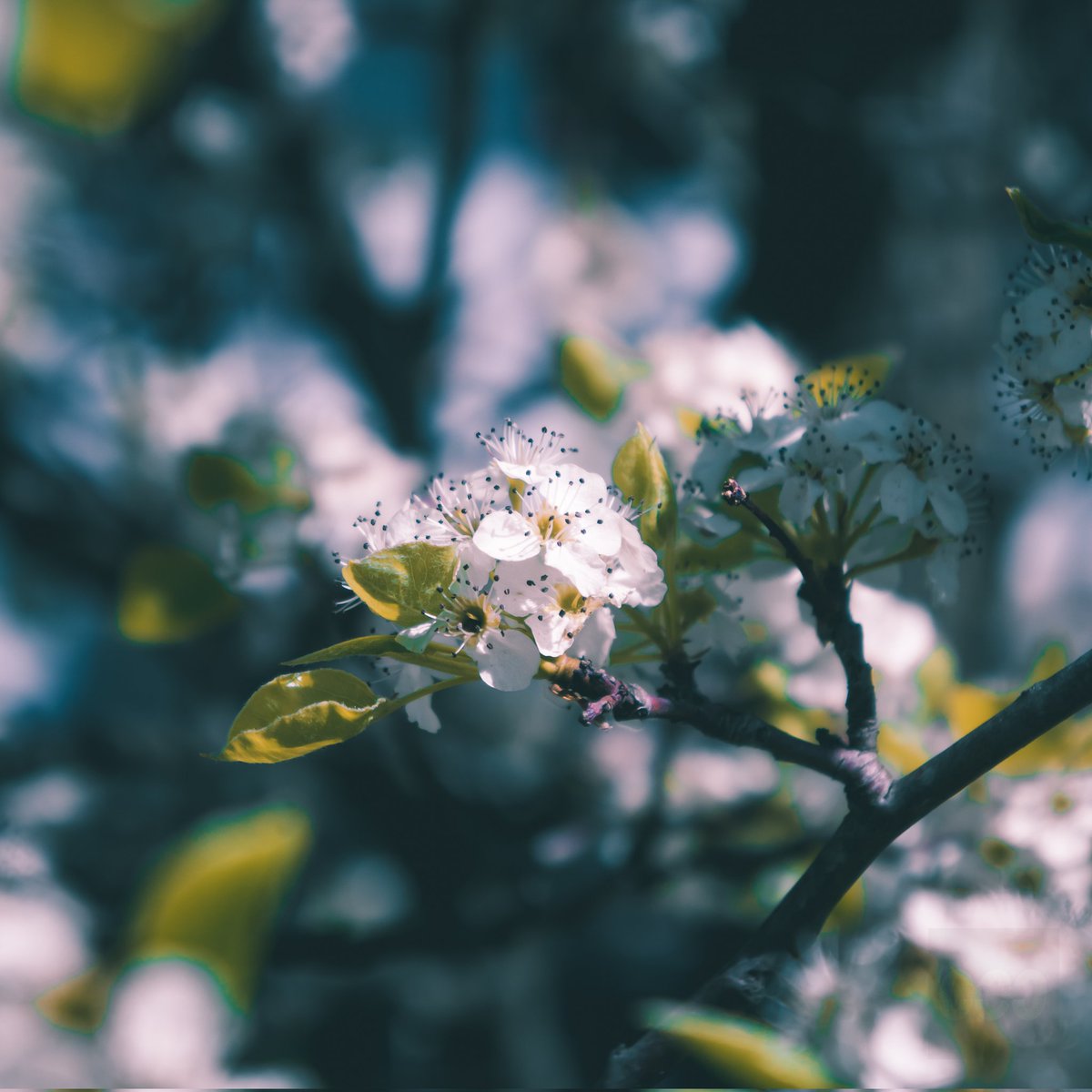 Flowers in springtime is peak beauty! 🤙🌸

#ArmyAdventure #Blossom  #DesertWanderlust #FoundIntheWildWest #WildWestJourney #LostandFound #LightSeekers #FrontierExplorers #DesertExpedition #CowboyFrontier #LightofDiscovery #DesertExperiences #AdventureBound #CowboyTrail