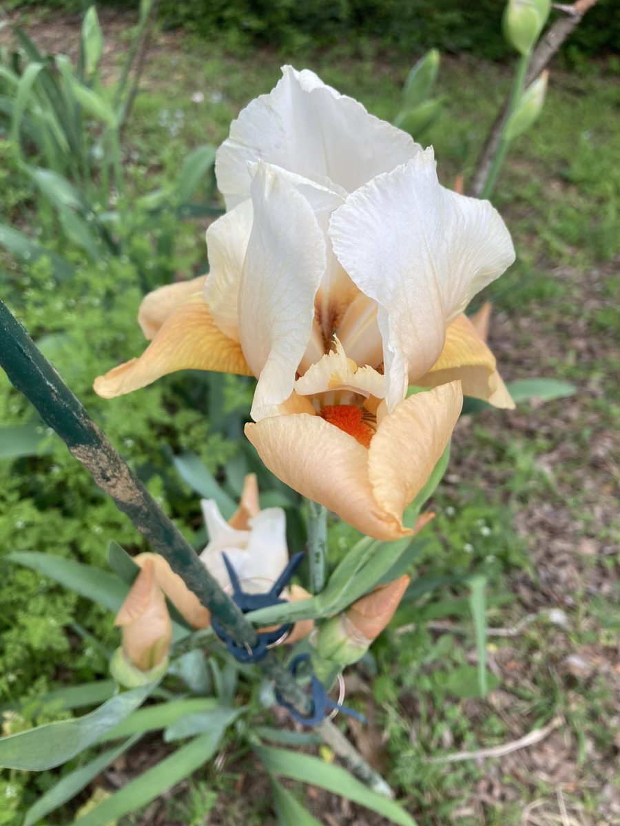 Doc_Harding's tweet image. Mmmm… Peaches and cream irises.