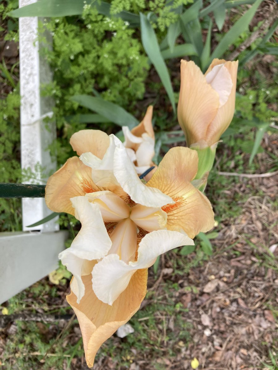 Doc_Harding's tweet image. Mmmm… Peaches and cream irises.