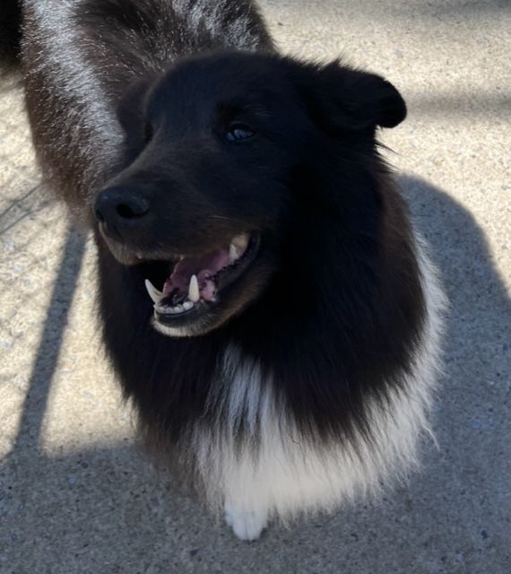 Smiling Moosie!!!❤️ She says she loves everyone!!!❤️😊