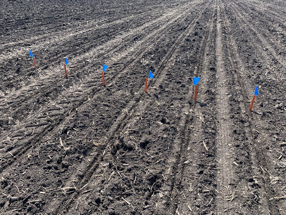 Two locations of 2024 SCN ‘Initial’ and ‘Final’ Population Study in the ground. Will be interesting to see PI88788 and PEKING impact on SCN numbers. Are ALL Peking and 88788 created equal?