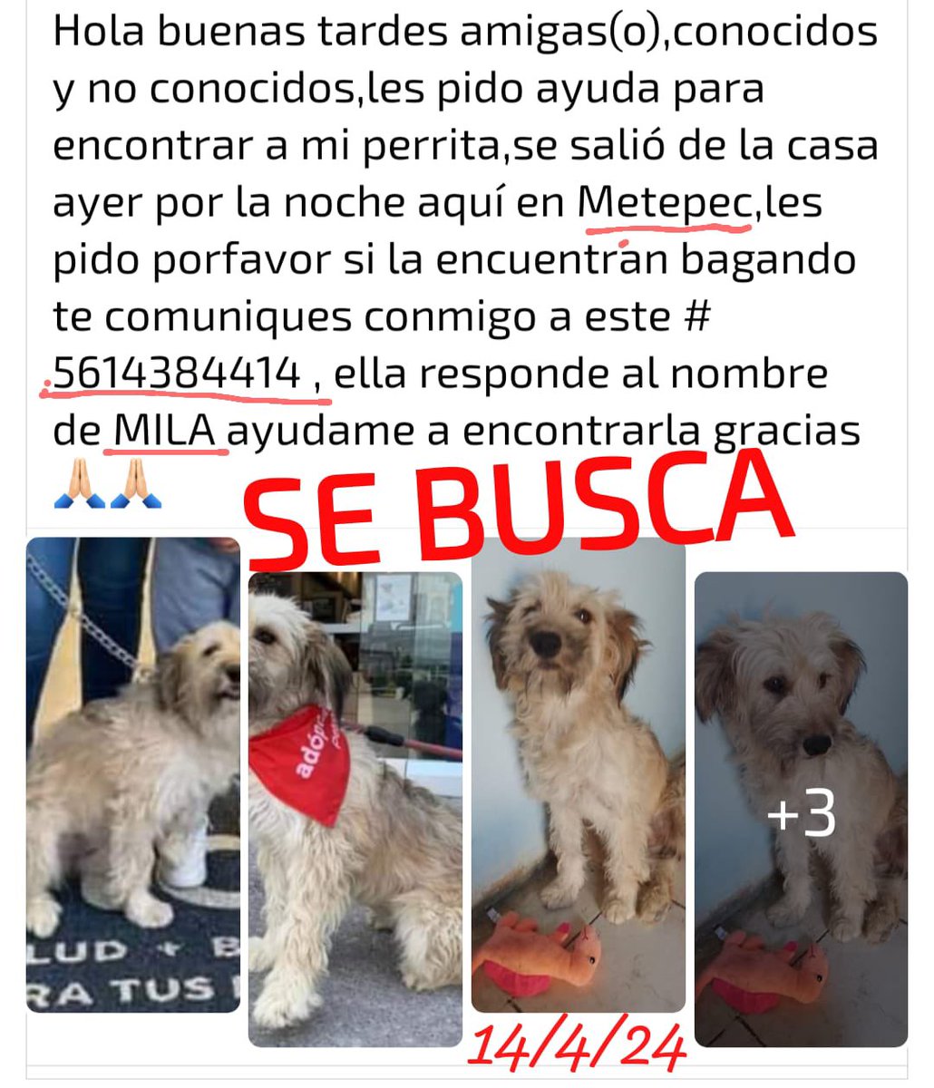 verolopez_10's tweet photo. #Atlixco #Metepec URGE apoyo en difusión para encontrar a MILA recién adoptada por favor 🙏🏼@AtlixcoAyto @AriadnaAyala   @sandra_ov @alvarez_armando @GilbertoBrenis @MonseNavedo @dulcgomez @GretaBeutelspac https://t.co/H2HWNrzf0d